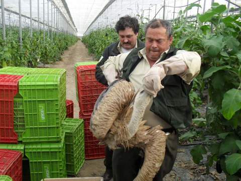 Agentes de Medio Ambiente de la Junta recuperan un buitre leonado en un invernadero y un chotacabras en una guardera