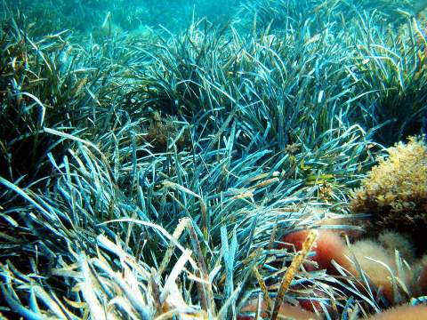 La importante floracin de las praderas de Posidonia Ocenica en las playas de San Juan de los Terreros, es inocua y no es nociva para la salud
