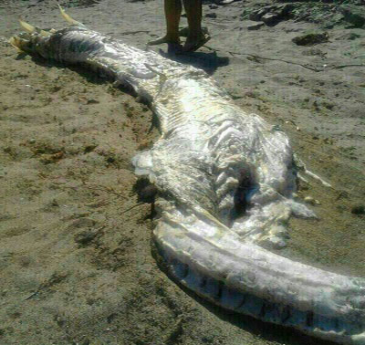 Un extrao animal de casi cinco metros de longitud aparece en una playa de Cuevas del Almanzora