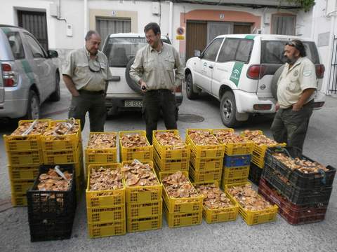 Agentes de Medio Ambiente decomisan 200 kilos de setas recolectadas de forma irregular en Bayárcal
