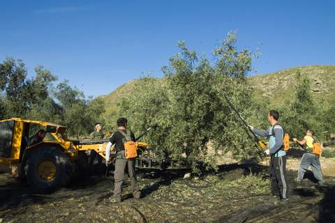 Noticia de Almera 24h: Castillo de Tabernas potenciar las diferencias del Aceite de Oliva Virgen Extra ( AOVE) durante el 2014