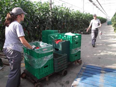 Almera cierra 2013 con un rcord histrico de trabajadores del sector agrario afiliados a la Seguridad Social