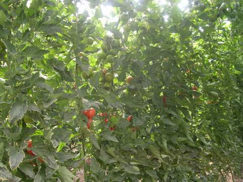 Noticia de Almera 24h: Tomate con Indicacin Geogrfica Protegida 