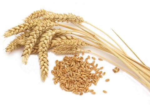 La cosecha de cereales de Almera en 2013 ascendi a 28.000 toneladas, un 154% ms que en el ao anterior