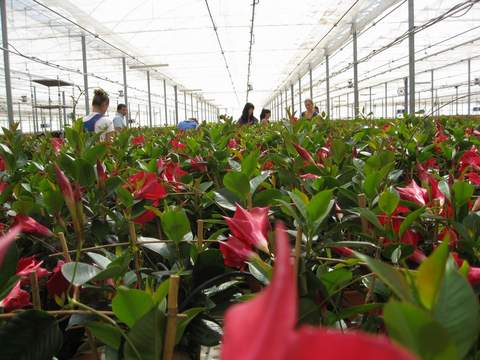 Noticia de Almera 24h: El valor de la exportacin de plantas vivas y productos de floricultura de Almera aumenta un 56% hasta octubre de 2013