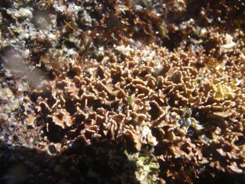 Medio Ambiente localiza por primera vez en el litoral de Cabo de Gata-Njar colonias del alga Lithophylium  byssoides