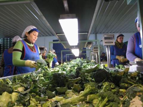 Noticia de Almera 24h: Almera destina ms de 1.000 hectreas al cultivo de brcoli, habas, alcachofas, cebollas y guisantes