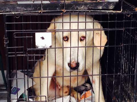 La Policía Local captura a tres perros de raza mastín tras varias denuncias por destrozos en explotaciones agrarias