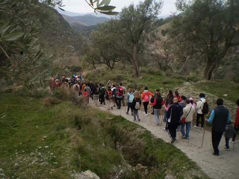 Noticia de Almera 24h: El Ayuntamiento de Alcolea organiza para este domingo la tercera Ruta de los Olivos Centenarios