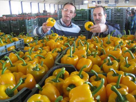 Almera incrementa un 9,3% el valor de la exportacin de verduras y frutas frescas en 2013 y establece un nuevo rcord