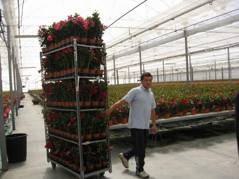 Noticia de Almera 24h: Se incrementa un 53% el valor de la exportacin de plantas vivas y flor cortada en 2013