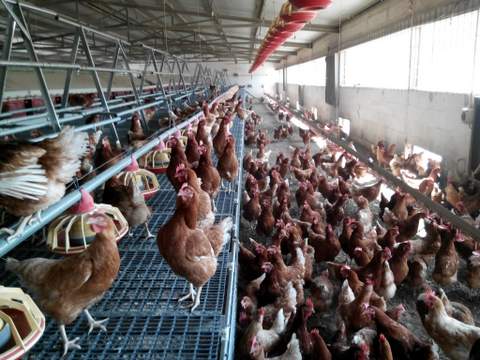 La Junta de Andaluca celebra en Albox unas jornadas tcnicas sobre avicultura de puesta ecolgica de huevos