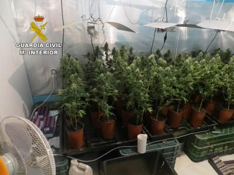 Desmantela una plantacin de marihuana que cultivaban en el interior de un domicilio