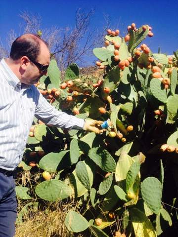 Unas 370 hectreas se dedican al cultivo de frutos minoritarios como chumbos,  higos, ciruelos y albaricoques en nuestra provincia