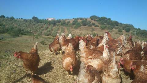Las Jornadas sobre Avicultura Ecolgica crean expectacin en toda Andaluca y Murcia 