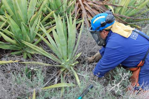 Noticia de Almera 24h: La Junta realiza ensayos en Cabo de Gata-Njar para la eliminacin eficaz de plantas invasoras, como pitas y sisales