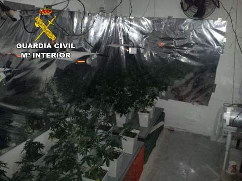 Noticia de Almería 24h: La Guardia Civil detiene a una persona por tener una plantación casera de marihuana
