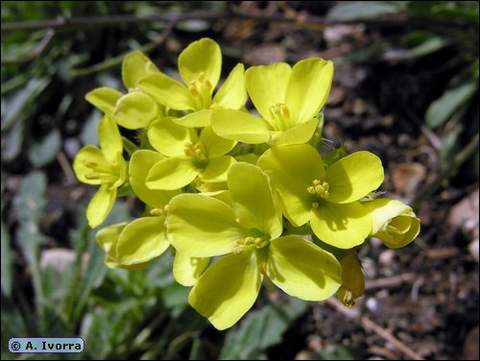 La 'Brassica repanda Almeriensis', planta del mes de abril en el Jardín Botánico Umbría de la Virgen, de María