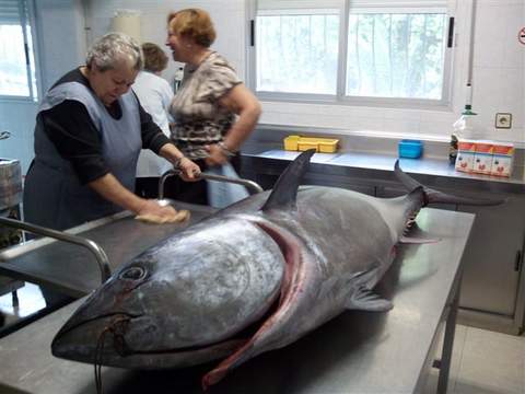 La Junta entrega a una entidad benfica un atn rojo de 62,5 kilos, decomisado en el puerto de Almerimar