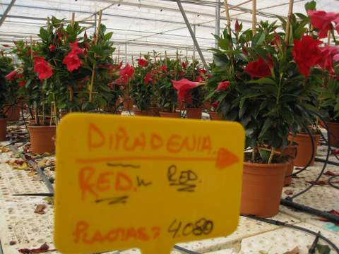 Almera incrementa un 49% el valor de la exportacin de plantas vivas y flor cortada en enero