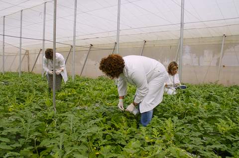 Noticia de Almera 24h: La Junta imparte un curso sobre tcnicas de cultivo en agricultura intensiva