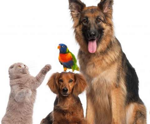 El Registro de Animales de Compaa casi triplica sus inscripciones desde 2005 y supera las 148.000 mascotas en Almera