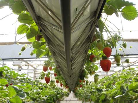 La Junta celebra una jornada sobre el cultivo de fresas y moras en invernaderos, como alternativa a los hortcolas