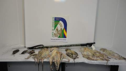 Noticia de Almería 24h: La Policía adscrita a la Junta interviene en Almería 8 pulpos e instrumental de pesca a dos furtivos por captura ilegal