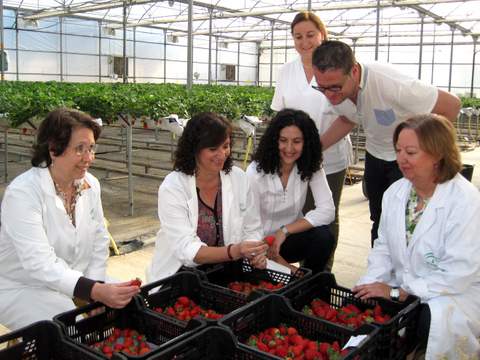 La Junta ensaya en el Ifapa de La Mojonera el cultivo de fresas y moras para ver su viabilidad en invernadero