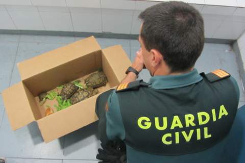 Noticia de Almería 24h: La Guardia Civil interviene 4 ejemplares de Tortuga Mora en el puerto almeriense