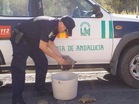 La Polica de la Junta interviene 16 tortugas moras en la primera operacin en Andaluca contra su trfico ilegal en internet