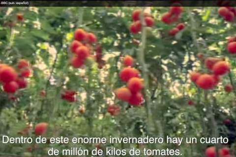 Noticia de Almera 24h: La BBC graba un documental sobre la agricultura intensiva en Almera