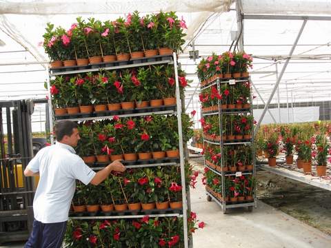 El valor de las exportaciones de plantas vivas y flor cortada de Almera se incrementa un 18,4% entre enero y abril