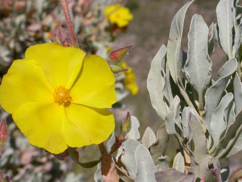 Noticia de Almera 24h: El Jardn Botnico del Parque Natural Sierra Mara-Los Vlez destaca la jara blanca como la planta del mes