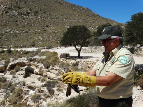 Agentes de Medio Ambiente de la Junta dejan en libertad 4 cerncalos y un bho real en el Parque Cabo de Gata-Njar