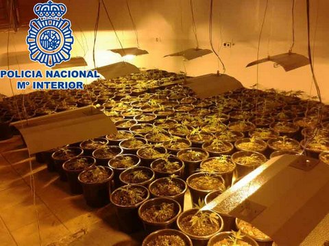 Noticia de Almería 24h: Desmantelada una plantación de marihuana instalada en dos habitaciones de un chalet