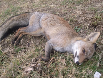 La Junta suspende la caza en un coto de Rágol tras encontrar dos zorros muertos por ingerir cebos envenenados