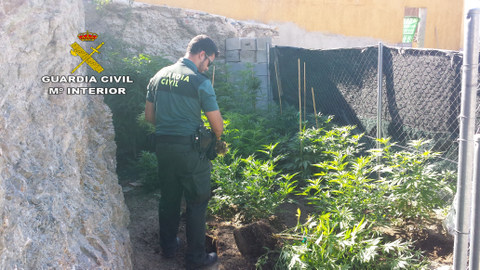 Noticia de Almería 24h: La Guardia Civil detiene a una persona por cultivo de drogas en Albox