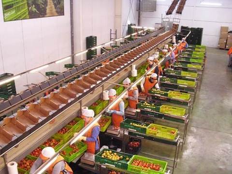 Andaluca producir dos millones de toneladas de tomate en 2014, un 11% ms que en 2013