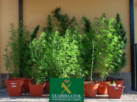 Noticia de Almería 24h: La Guardia Civil se aprehende de 38 plantas de marihuana que cultivaban en la terraza de una vivienda y practica una detención