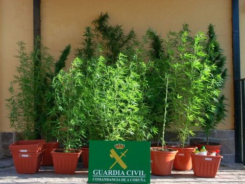 Noticia de Almera 24h: La Guardia Civil se aprehende de 38 plantas de marihuana que cultivaban en la terraza de una vivienda y practica una detencin