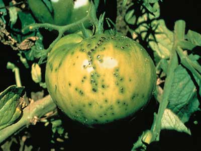 LABCOLOR, nico laboratorio espaol con la acreditacin de ENAC ante la principal enfermedad bacteriana del tomate transmitida por semilla