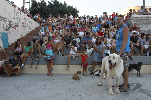 Roci, un mastn, ciego y rescatado, gana el 20 Festival Canino Ciudad de Almera