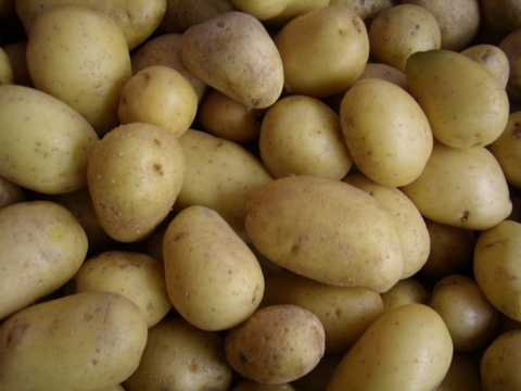 Almera produjo el ao pasado 10,8 millones de kilos de patatas valoradas en 6,7 millones de euros, un 163% ms que en 2012
