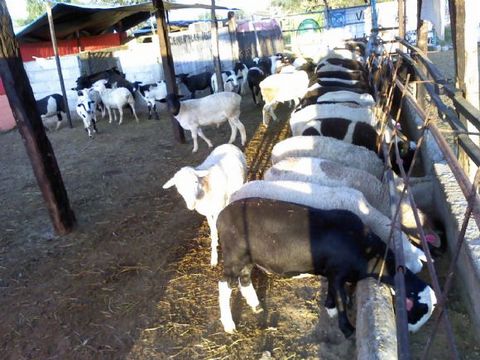 La Junta imparte en Los Vlez un curso de instalaciones y manejo del ganado para la incorporacin a la empresa agraria