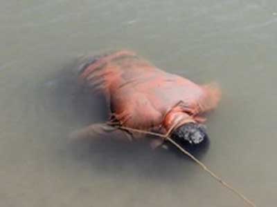 Noticia de Almería 24h: Encuentran un cadaver flotando en una balsa de Carboneras