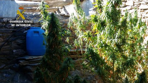 La Guardia Civil desmantela una nueva plantación con 25 plantas de marihuana y  practica 1 detención