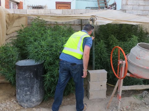 Noticia de Almería 24h: La Guardia Civil se aprehende de 24 plantas de marihuana en dos actuaciones diferentes