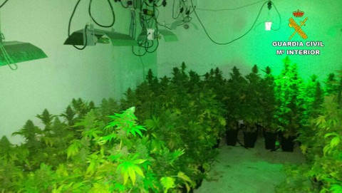 Noticia de Almera 24h: La Guardia Civil desmantela una nueva plantacin con ms de 250 plantas de marihuana 