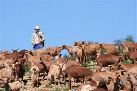 Noticia de Almera 24h: La Junta imparte un curso sobre manejo de la reproduccin, lactacin, cra y recra de ganado